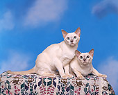 CAT 02 RK0524 03
Tonkinese Platinum Mink Cats Sitting Studio