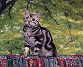 CAT 02 RK0537 01
American Shorthair Silver Tabby Sitting Studio