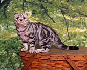 CAT 02 RK0538 03
Scottish Fold Silver Tabby Sitting On Top Of Basket Studio