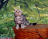 CAT 02 RK0538 04
Scottish Fold Silver Tabby Sitting On Top Of Basket Studio