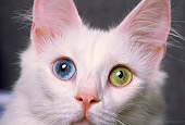 CAT 02 RK0560 06
Close Up Of White Bi Color Eyes Cat