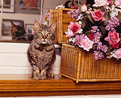 CAT 02 RK0569 05
Tabby Cat Sitting On Wooden Mantle By Flowers And Mirrors