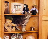 CAT 02 RK0570 10
Silver Tabby Cat Sitting On Wooden Shelf