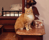 CAT 02 RK0571 06
Red And White Cat Sitting On Table