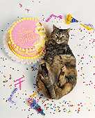 CAT 02 RK0579 20
Overhead Shot Of Fat Tabby Cat Laying Down Next To Eaten Birthday Cake