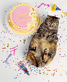 CAT 02 RK0579 21
Overhead Shot Of Fat Tabby Cat Laying Down Next To Eaten Birthday Cake