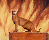 CAT 02 RK0583 09
Abyssinian Ruddy Standing On Wooden Box Flames Studio