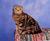 CAT 02 RK0589 03
Scottish Fold Brown Tabby Sitting Studio