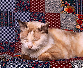 CAT 02 RK0592 02
Cream And White Cat Sleeping Studio