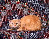 CAT 02 RK0608 04
Selkirk Rex Red Laying Studio