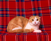 CAT 02 RK0612 01
Scottish Fold Red And White Laying Studio