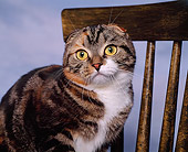 CAT 02 RK0615 01
Head Shot Of Scottish Fold Patched Tabby and White Sitting On Chair Studio