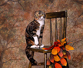 CAT 02 RK0617 03
Scottish Fold Patched Tabby and White Sitting On Chair By Fall Colored Leaves Studio