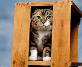 CAT 02 RK0618 05
Scottish Fold Sitting In Crate Studio