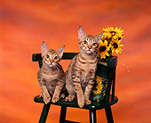 CAT 02 RK0633 01
Ocicat Tawny Sitting On Chair By Yellow Flowers Studio