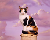 CAT 02 RK0635 02
Calico Cat Sitting On Pedestal Studio