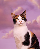 CAT 02 RK0635 06
Calico Cat Sitting On Pedestal Studio