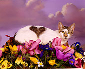 CAT 02 RK0636 08
White Cat With Heart Spot Laying In Basket With Flowers Studio