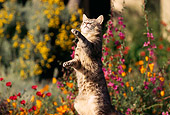 CAT 02 RK0643 02
Gray Tabby Cat On Wooden Table By Flower Garden