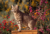 CAT 02 RK0643 09
Gray Tabby Cat On Wooden Table By Flower Garden