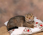 CAT 02 RK0653 01
Scottish Fold Brown Tabby Laying On Pillow Studio