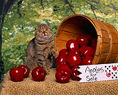 CAT 02 RK0656 02
Scottish Fold Brown Tabby Sitting By Bucket Of Apples Studio