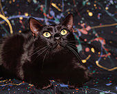 CAT 02 RK0659 05
Black Cat Laying On Splattered Paint Studio