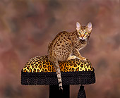 CAT 02 RK0663 05
Ocicat Chocolate Sitting On Chair Studio