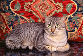 CAT 02 RK0669 02
Egyptian Mau Silver Laying Studio