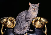 CAT 02 RK0678 04
Egyptian Mau Silver Sitting On Ram Statue Studio