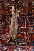 CAT 02 RK0692 02
Egyptian Mau Bronze Hanging On Oriental Rug Studio