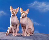 CAT 02 RK0702 02
Sphynx Cats Sitting Studio
