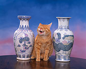 CAT 02 RK0715 10
Red Tabby Cat Sitting By Vases Studio
