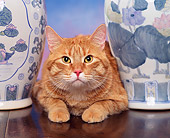 CAT 02 RK0716 12
Head Shot Of Orange Tabby Cat Laying By Vases Studio