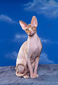 CAT 02 RK0736 01
Sphynx Sitting Studio