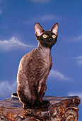 CAT 02 RK0751 03
Devon Rex Cat Black Sitting On Pedastal Studio