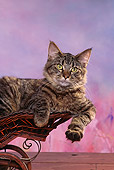 CAT 02 RK0766 03
Tabby Cat Laying In Baby Carriage Studio
