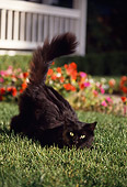 CAT 02 RK0767 12
Black Cat Laying On Grass By Flowers