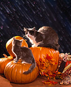 CAT 02 RK0781 01
Gray And White Cat With Gray Kitten Sitting On Pumpkins Raining Studio