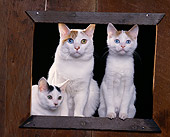 CAT 02 RK0782 01
Japanese Bobtail Cat And Kittens Sitting By Wooden Frame Studio