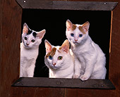 CAT 02 RK0782 03
Japanese Bobtail Cat And Kittens Sitting By Wooden Frame Studio
