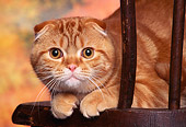 CAT 02 RK0802 04
Head Shot Of Scottish Fold Red Classic Laying On Chair Studio