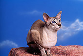 CAT 02 RK0803 03
Siamese Lynx Point Sitting Studio