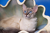 CAT 02 RK0806 01
Balinese Blue Lynx Point Laying In Shell Studio