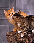 CAT 02 RK0814 06
Orange And Brown Tabby Cats Sitting Together On Pedestal Studio