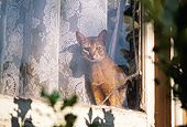 CAT 02 RK0828 03
Abyssinian Ruddy Sitting In Front Of Lace Curtain Window
