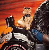 CAT 02 RK0906 10
Red Tabby Sitting In Back Of Motorcycle Sunset Studio