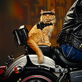 CAT 02 RK0908 17
Red Tabby Cat Sitting In Back Of Motorcycle Studio