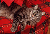 CAT 02 RK0909 08
Head Shot Of Tabby Cat Laying Down Studio