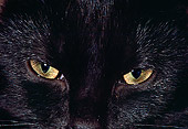 CAT 02 RK0918 01
Close Up Face Shot Of Black Cat